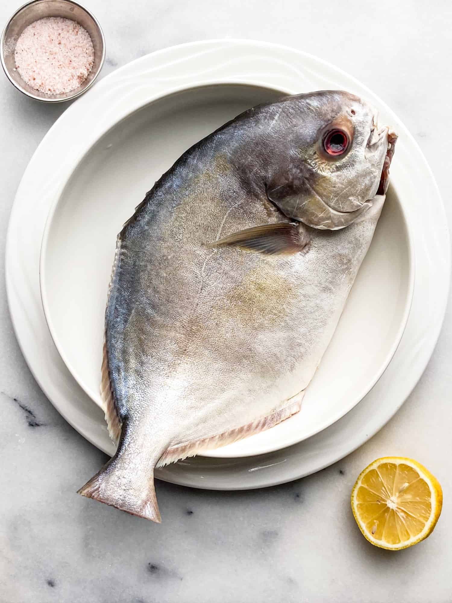 Pompano also known as pomfret fish 